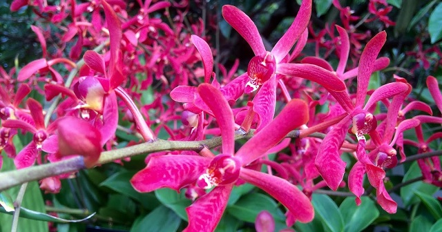 Tìm hiểu về Lan Phượng Vĩ, một loài hoa đẹp của Việt Nam